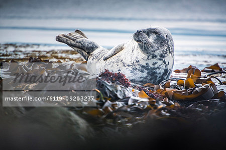 Seal on Rathlin Island, County Antrim, Ulster, Northern Ireland, United Kingdom, Europe