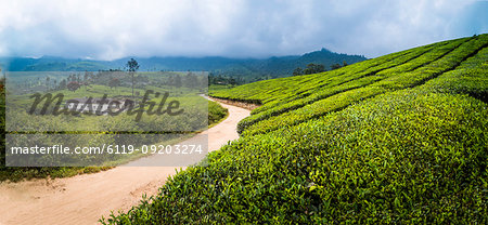 Tea plantations landscape near Munnar in the Western Ghats Mountains, Kerala, India, Asia
