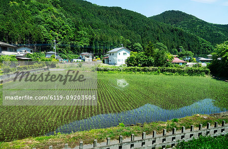Rice paddies, Japan, Asia