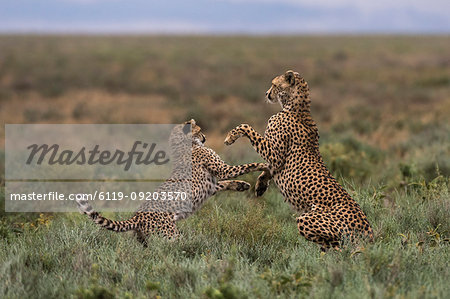 A female cheetah (Acinonyx jubatus) and its cub sparring, Ndutu, Ngorongoro Conservation Area, Serengeti, Tanzania, East Africa, Africa