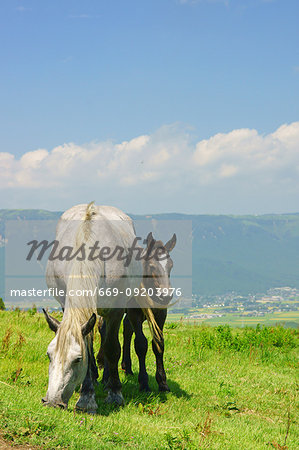 Horse and Foal Horse and Foal