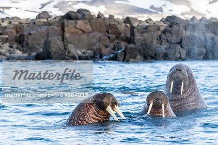 Adult male Atlantic walrus (Odobenus rosmarus rosmarus), Kapp Lee, Edgeoya, Svalbard Archipelago, Arctic, Norway, Europe