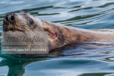 Adult bull Steller sea lion (Eumetopias jubatus), with battle wound, Inian Islands, Alaska, United States of America, North America