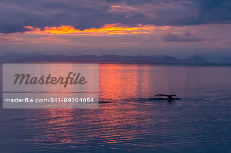 Humpback whale (Megaptera novaeangliae), flukes-up dive at sunset in Frederick Sound, Southeast Alaska, United States of America, North America