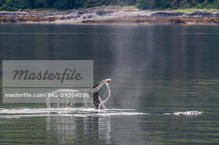 Humpback whale (Megaptera novaeangliae), flukes-up dive in Frederick Sound, southeast Alaska, United States of America, North America