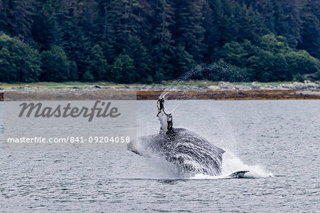 Humpback whale (Megaptera novaeangliae) breaching near the Glass Peninsula, southeast Alaska, United States of America, North America