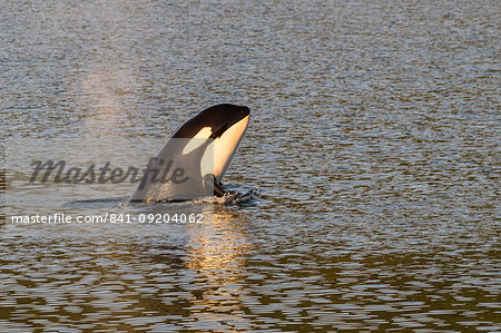 Killer whale calf (Orcinus orca) spy-hopping at sunset near Point Adolphus, Icy Strait, Southeast Alaska, United States of America, North America