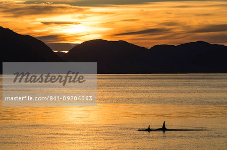 Killer whales (Orcinus orca) surfacing at sunset near Point Adolphus, Icy Strait, Southeast Alaska, United States of America, North America