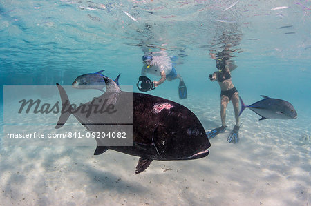 Giant trevally (Caranx ignobilis), with photographer at One Foot Island, Aitutaki, Cook Islands, South Pacific Islands, Pacific