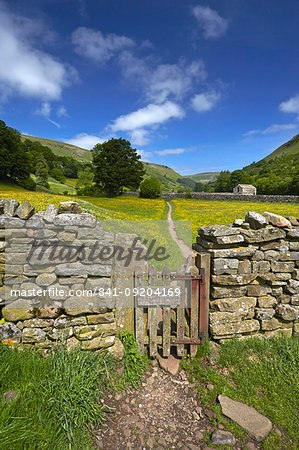 A path leading through the buttercup meadows at Muker in Swaledale, North Yorkshire, England, United Kingdom, Europe A path leading through the buttercup meadows at Muker in Swaledale, North Yorkshire, England, United Kingdom, Europe