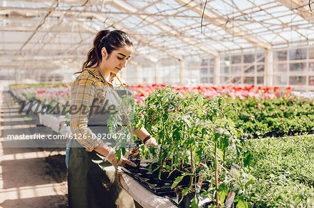 Garden centre worker checking plants