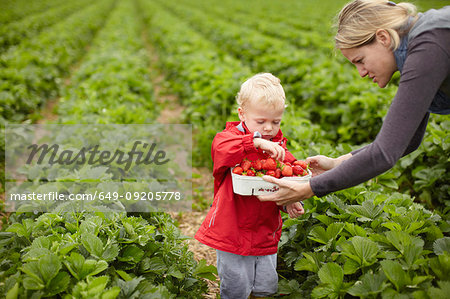 Mother and son picking strawberries