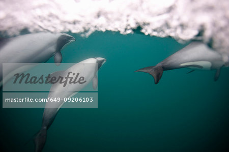 Hectors dolphins swimming underwater