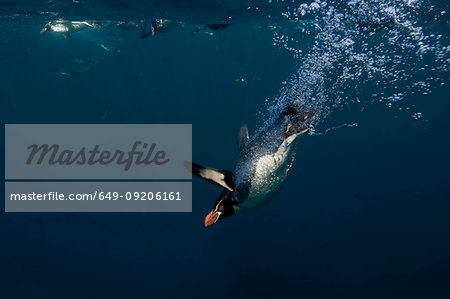 Crested penguin swimming underwater