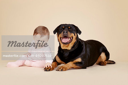 Studio portrait of  baby girl touching the paw of Rottweiler