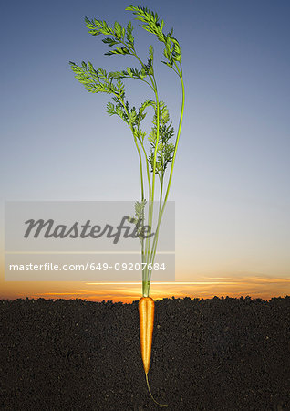 Halved carrot growing in soil