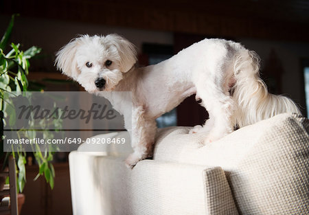 Portrait of coton de tulear dog standing on back of chair