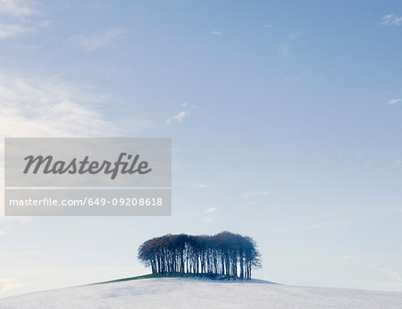 Bare trees on snow covered hill, Devon, England, UK