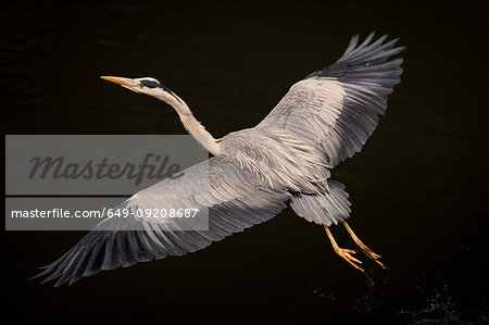 Crane bird on black background