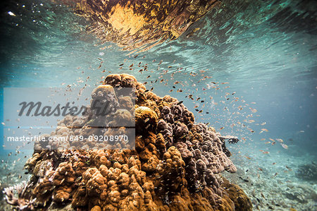 Coral massif surrounded by fish just beneath the water, Raja Ampat, West Papua, Indonesia