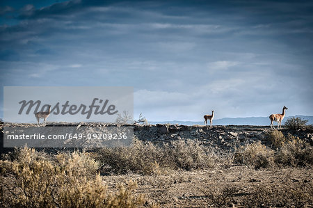 Side view of guanaco on horizon, Valle de la Luna, San Juan Province, Argentina