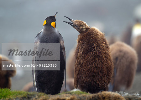 King penguin with young chick, amongst the colony, on beach, along the north east coast of Macquarie Island, Southern Ocean