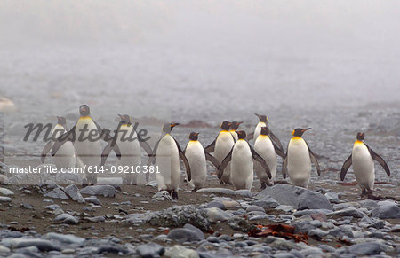 King penguins, on a misty wind swept beach, along the north east coast of Macquarie Island, Southern Ocean