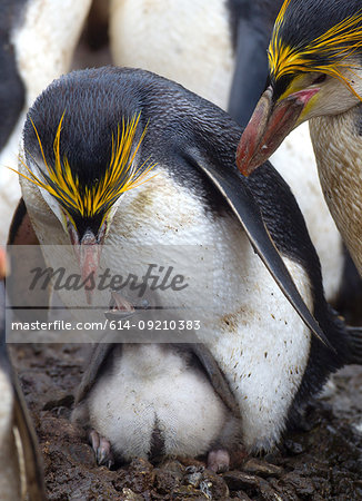 Royal Penguin with chick, amongst the colony, on a beach, along the north east coast of Macquarie Island, Southern Ocean