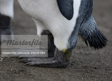 King Penguin feet, at the King Penguin colony, at Sandy Bay, along the east coast of Macquarie Island, Southern Ocean