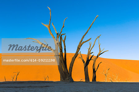 Dead acacia trees in Dead Vlei.Sossusvlei, Namibia