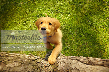 Overhead view curious puppy dog on hind legs looking up tree trunk