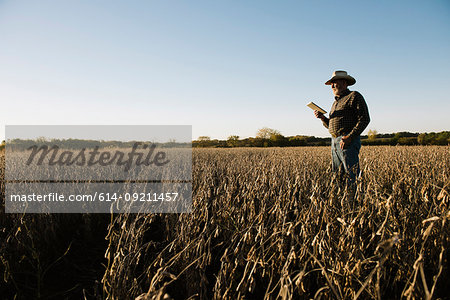 Senior male farmer using digital tablet in soybean field, Plattsburg, Missouri, USA