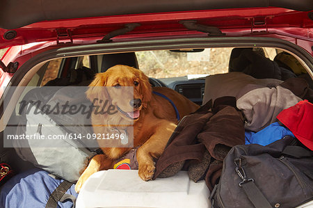 Dog in back of car