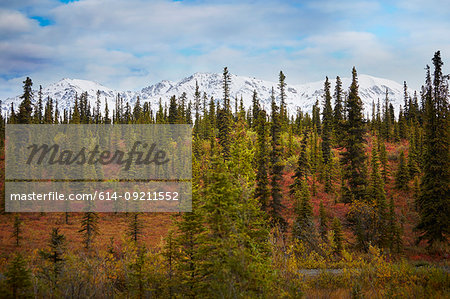 Autumn forest in front of snow capped mountains, Wrangell St. Elias, Alaska, USA