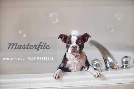 Boston Terrier puppy in bath with soap suds on head, looking at camera