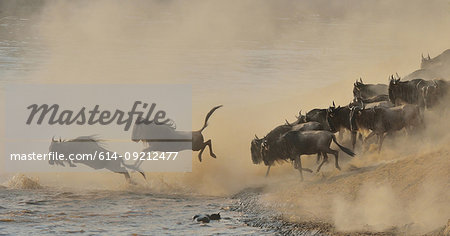 Herd of Western white-bearded wildebeest (Connochaetes taurinus mearnsi) jumping into river, Mara Triangle, Maasai Mara National Reserve, Narok, Kenya, Africa