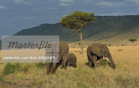 African Elephants (Loxodonta africana), Mara Triangle, Maasai Mara National Reserve, Narok, Kenya, Africa