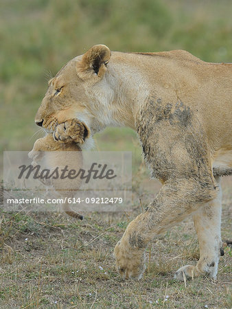 Masai Lioness (Panthera leo nubica) carrying cub in her mouth, Mara Triangle, Maasai Mara National Reserve, Narok, Kenya, Africa
