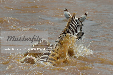 Burchell's Zebra (Equus quagga)  in the jaws of a Nile Crocodile (Crocodylus niloticus) in river, Mara Triangle, Maasai Mara National Reserve, Narok, Kenya, Africa