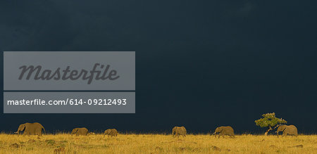 Group of African Elephants (Loxodonta africana) on horizon, Mara Triangle, Maasai Mara National Reserve, Narok, Kenya, Africa