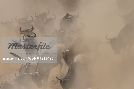 Group of Western white-bearded wildebeest (Connochaetes taurinus mearnsi) hidden by dust, Mara Triangle, Maasai Mara National Reserve, Narok, Kenya, Africa