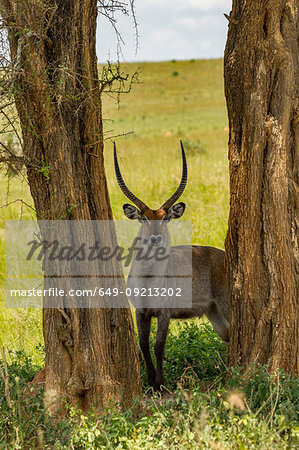 Waterbuck (Kobus ellipsiprymnus) Murchison Falls National Park, Uganda
