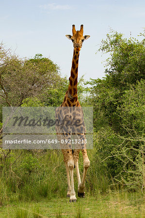Rothschild's Giraffe (Giraffa camelopardalis rothschildi), Murchison Falls National Park, Uganda