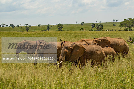 Elephants (Loxodonta africana) in long grass, Murchison Falls National Park, Uganda