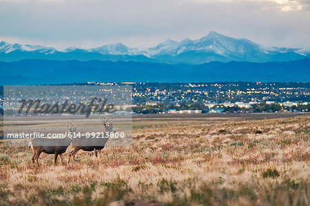 Deers on landscape, cityscape, Longs Peak, Rocky Mountains, Denver, Colorado, USA