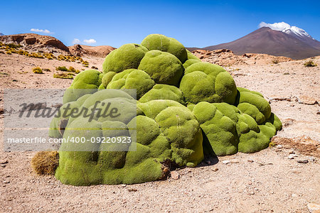 Rock covered with green moss in Bolivian sud lipez