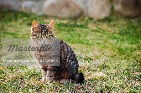 The cat walks in the fresh air on green grass