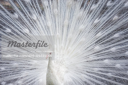 White peacock showing off his colorful tail fully opened