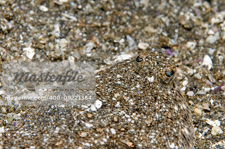 Sanddab off Little Scorpion, Santa Cruz, Channel Islands, CA