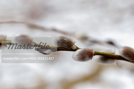 Willow bud in the winter